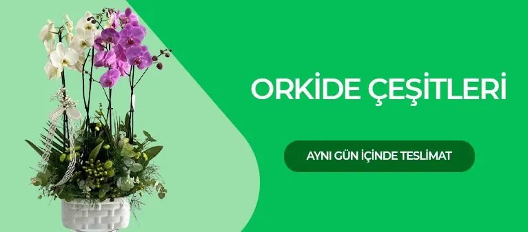 Orkide Siparişi, Orkide Fiyatları