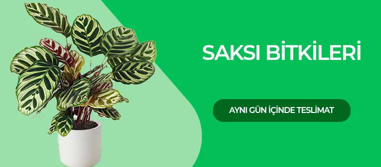 Uygun Fiyatlı Saksı Çiçekleri