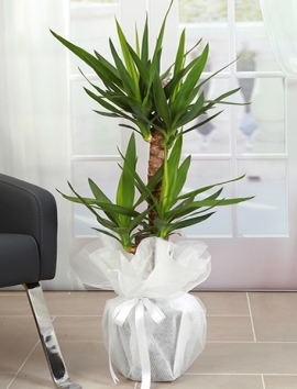 2 Gövdeli Yuka ( Yucca ) 110 cm