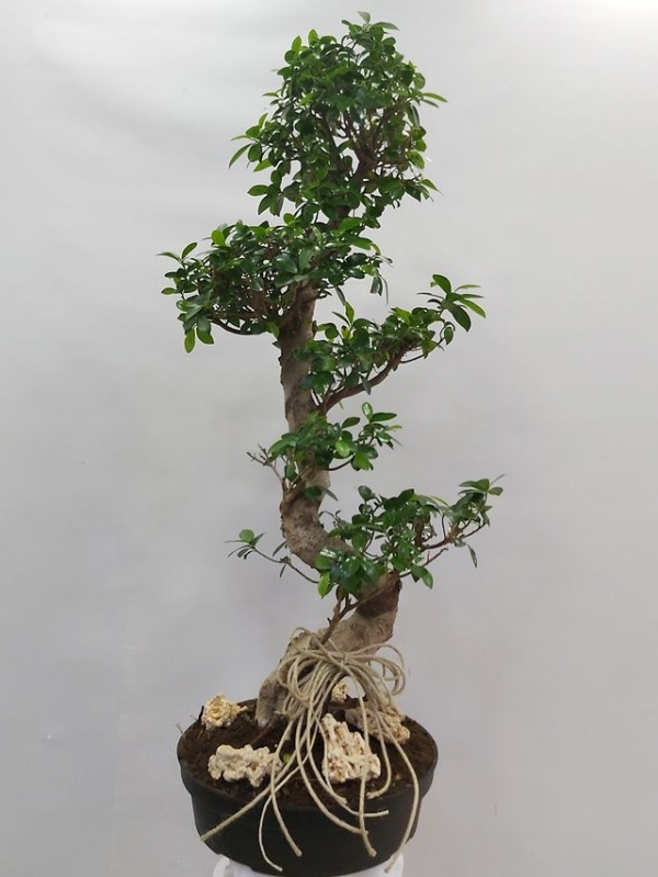 Ficus Bonsai Ginseng 100 - 110 cm