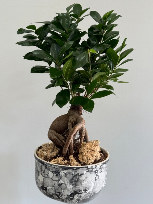 Dekoratif Saksıda Ficus Bonsai 40 - 50 cm