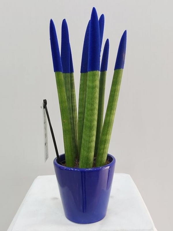 Mavi Sansevieria