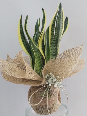 Paşa Kılıcı Çiçeği ( Sansevieria )